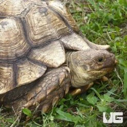 Adult Male Sulcata Tortoise