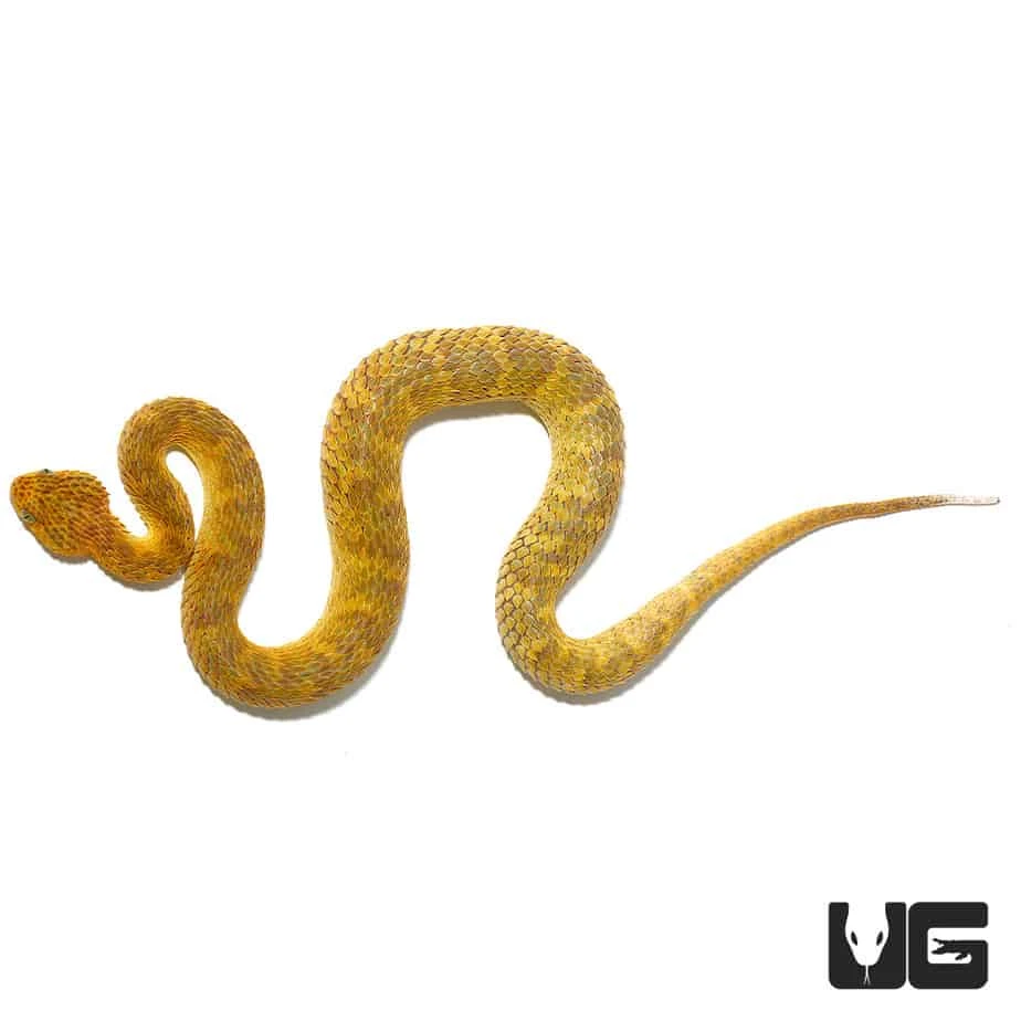 Yellow Orange Squamigera Bush Viper - Image 2