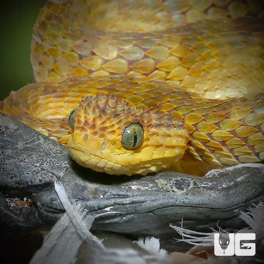Yellow Orange Squamigera Bush Viper - Image 4