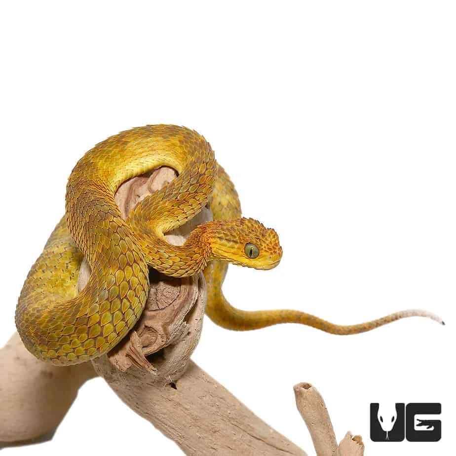 Yellow Orange Squamigera Bush Viper - Image 3
