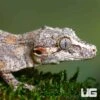 Sub Adult Male Orange Blotched Gargoyle Gecko #1