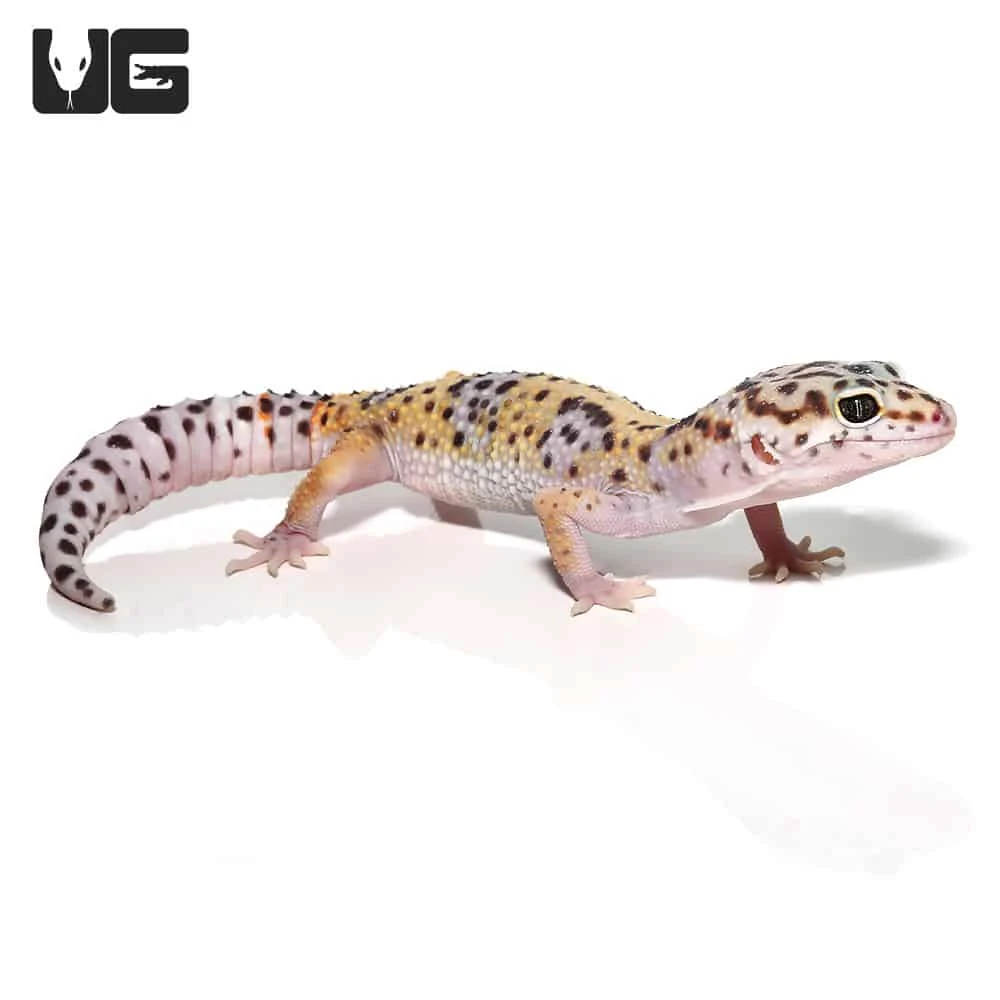 Sub-Adult Leopard Gecko - Image 4