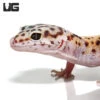 Sub-Adult Leopard Gecko