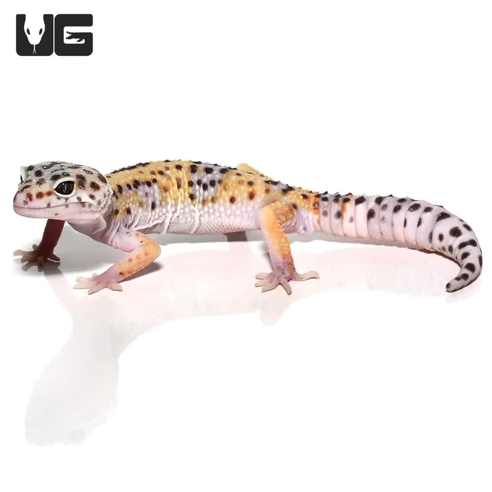 Sub-Adult Leopard Gecko - Image 2