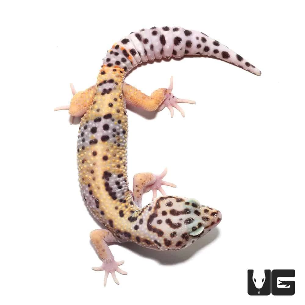 Sub-Adult Leopard Gecko - Image 3