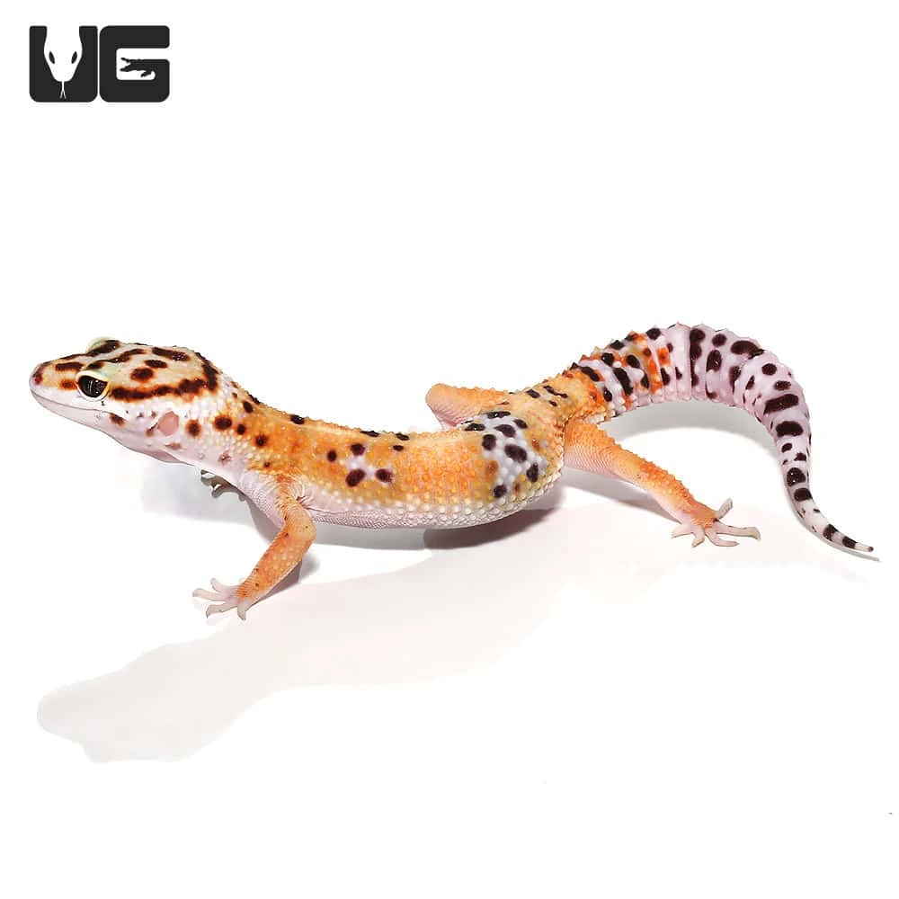 Adult Tangerine Leopard Gecko - Image 4