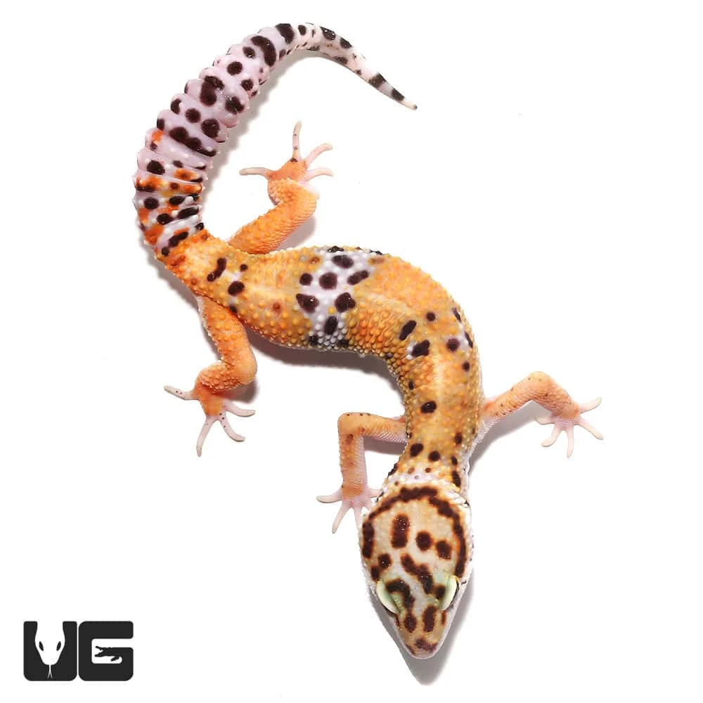 Adult Tangerine Leopard Gecko - Image 3