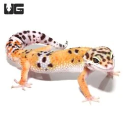 Adult Tangerine Leopard Gecko