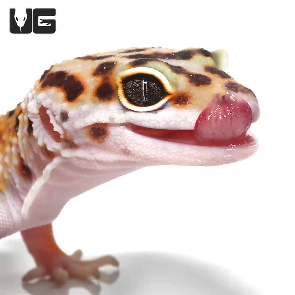 Adult Tangerine Leopard Gecko - Image 2