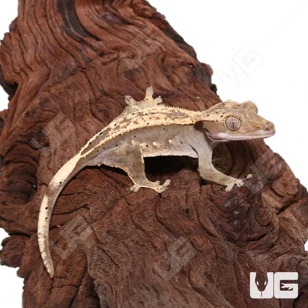 Subadult Female Pinstripe Crested Gecko - Image 4