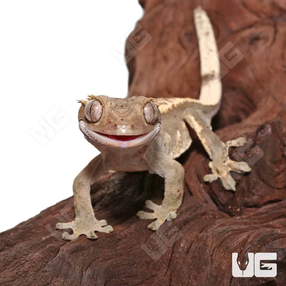 Subadult Female Pinstripe Crested Gecko - Image 2