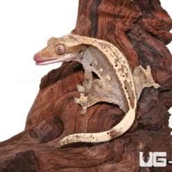 Subadult Female Pinstripe Crested Gecko