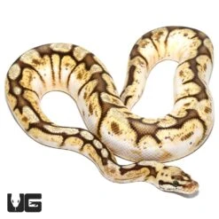 Queenbee Ball Python