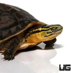 Sulawesi Asian Box Turtle
