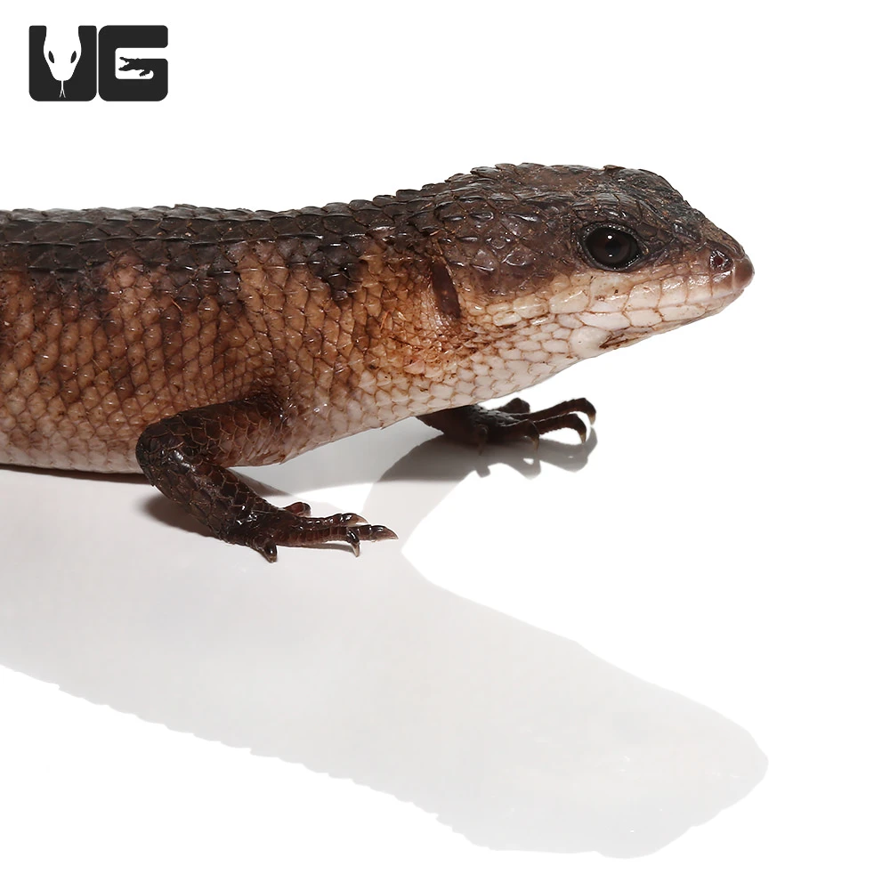 Sulawesi Spiny Water Skink