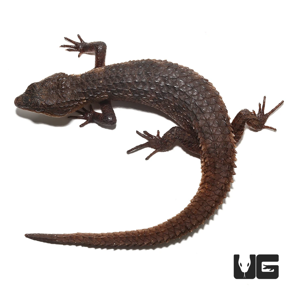 Sulawesi Spiny Water Skink - Image 3