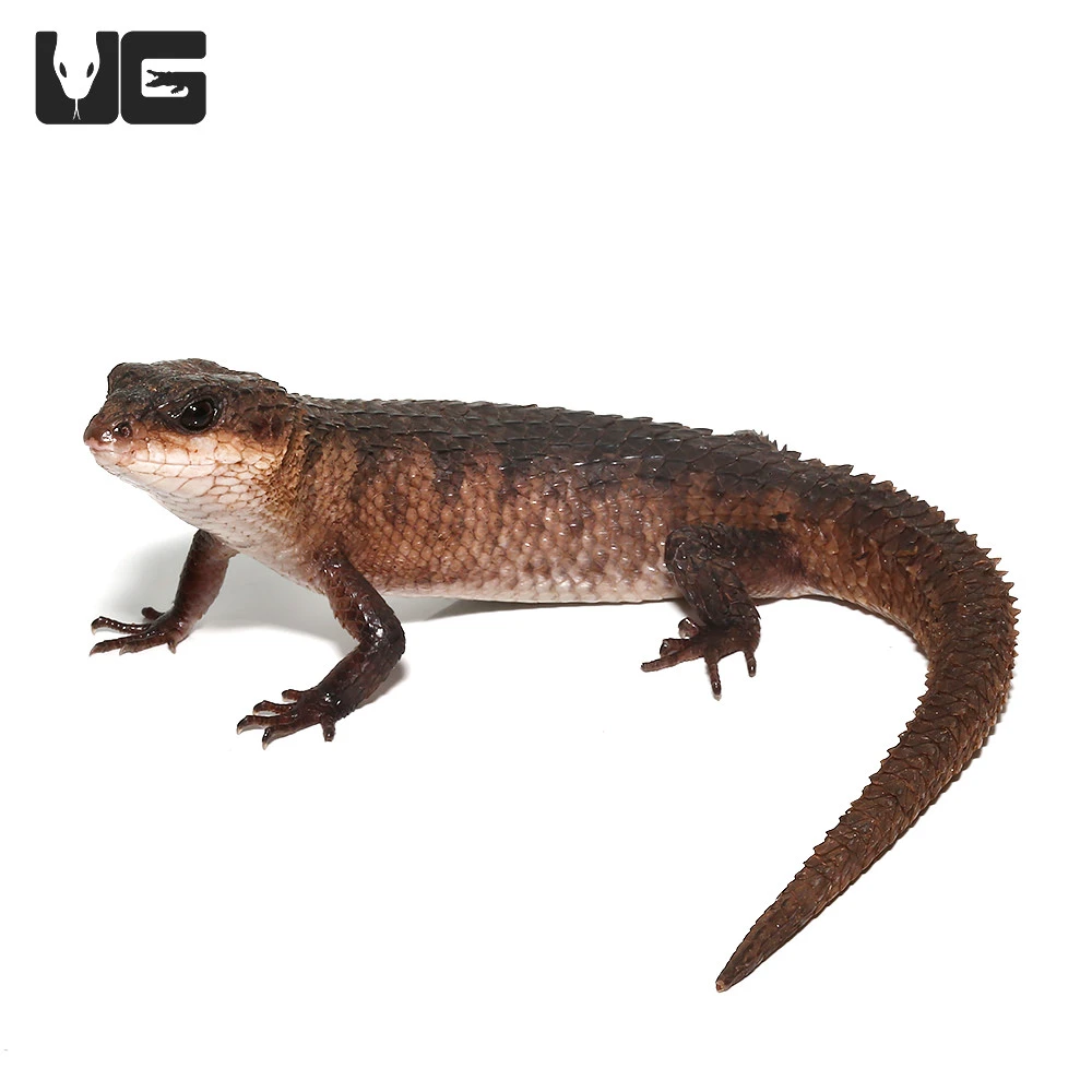 Sulawesi Spiny Water Skink - Image 2