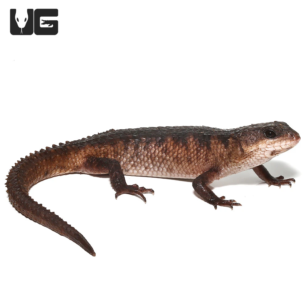 Sulawesi Spiny Water Skink - Image 4