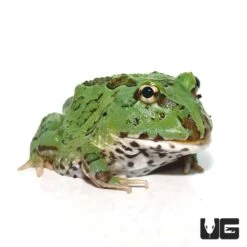 Super Blue Pacman Frog