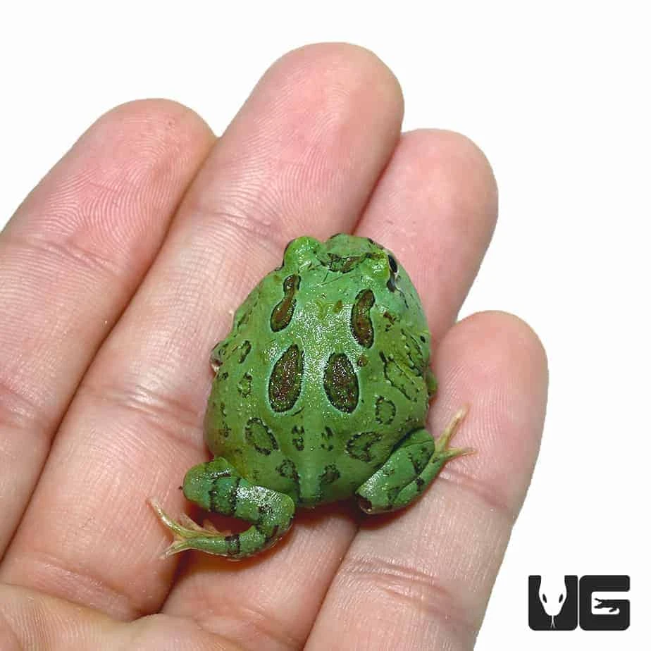 Super Blue Pacman Frog - Image 2