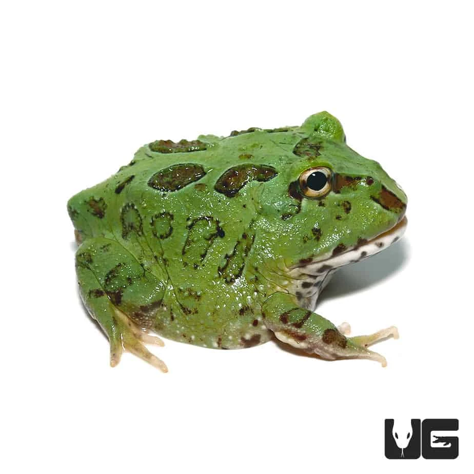 Super Blue Pacman Frog - Image 3