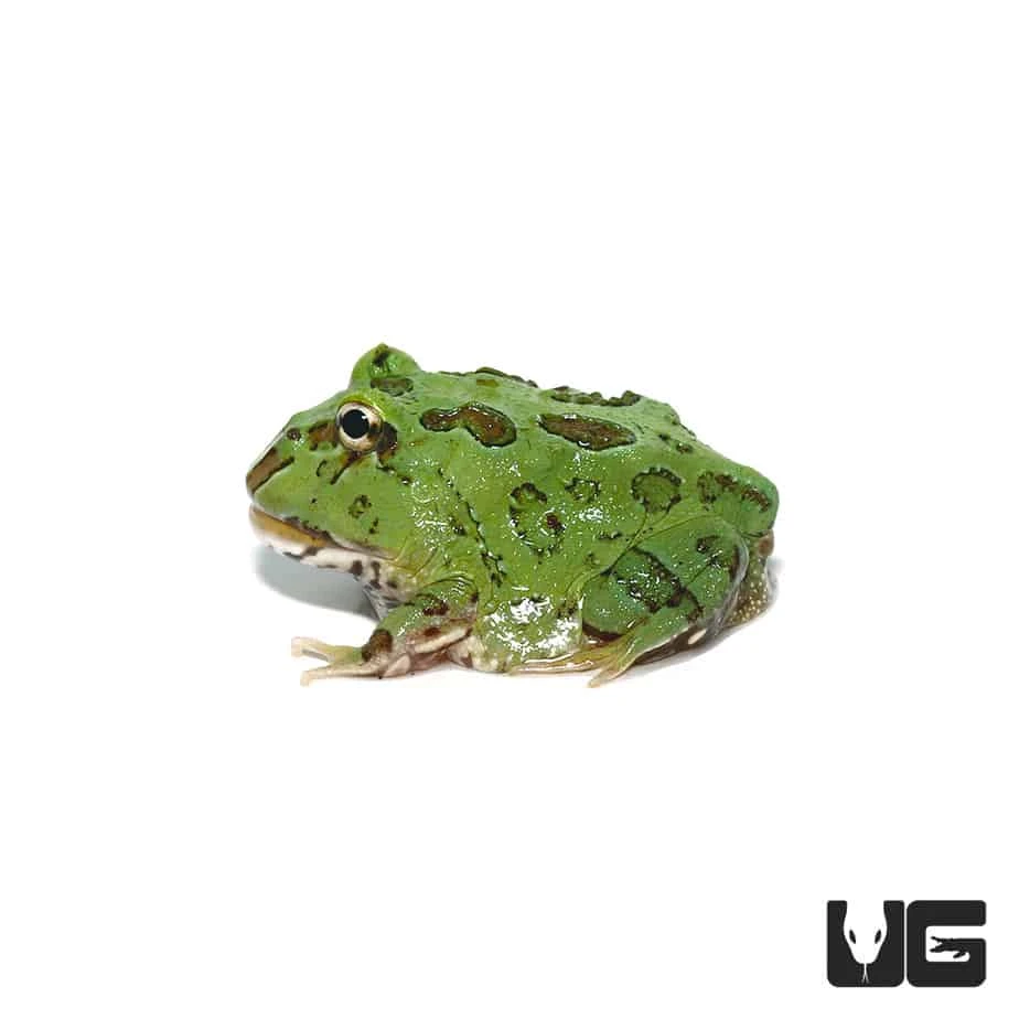 Super Blue Pacman Frog - Image 4