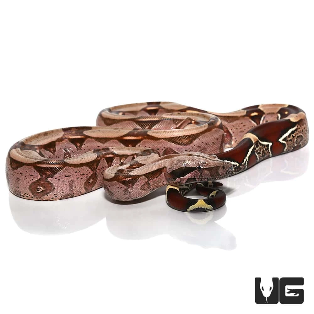 Juvenile Suriname Redtail Boa - Image 3