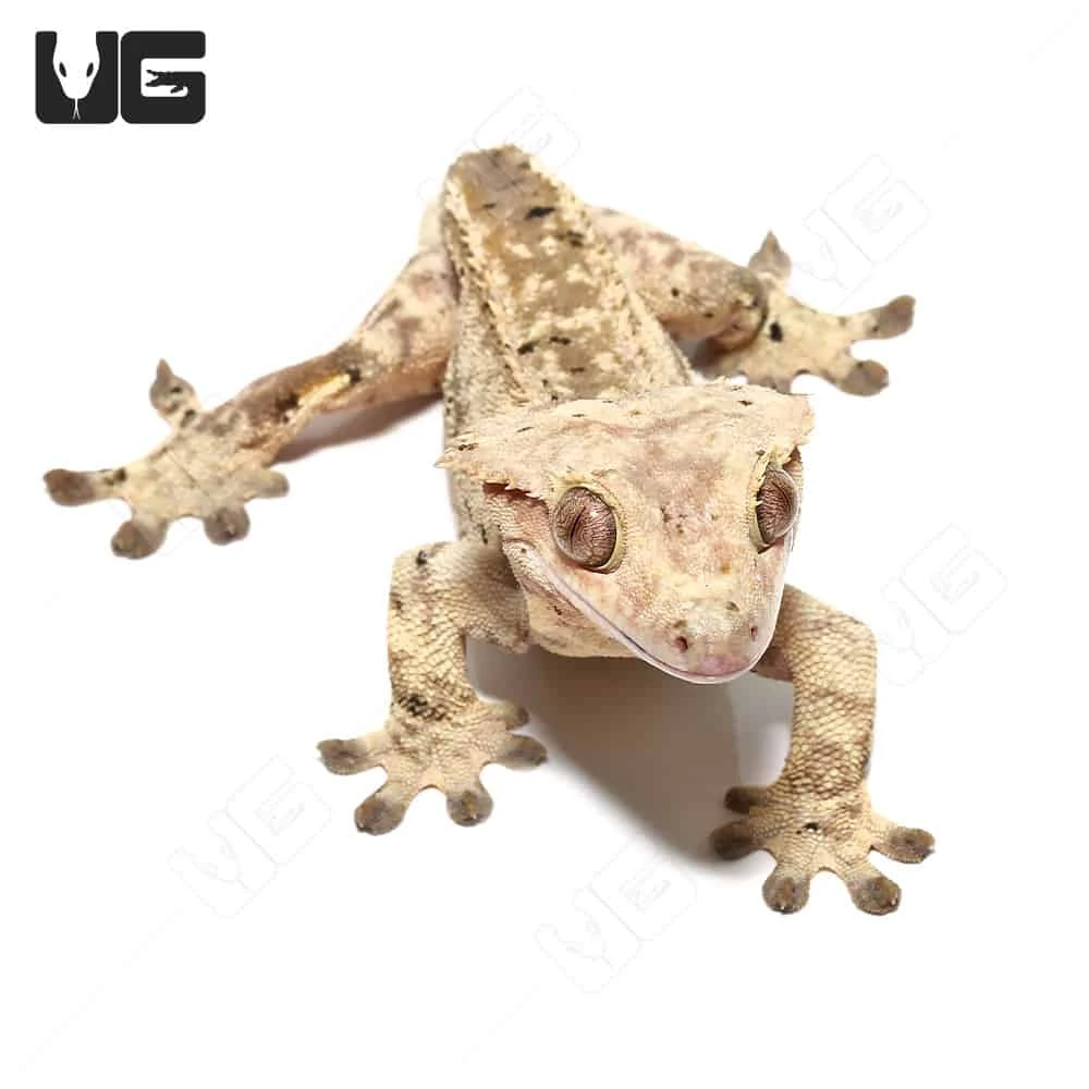 Tailless Adult Phantom Partial Pinstripe Dalmatian Crested Gecko - Image 4