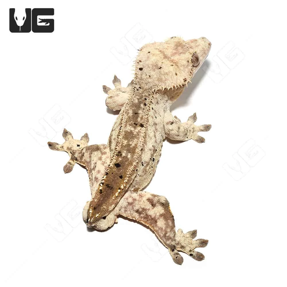 Tailless Adult Phantom Partial Pinstripe Dalmatian Crested Gecko - Image 3