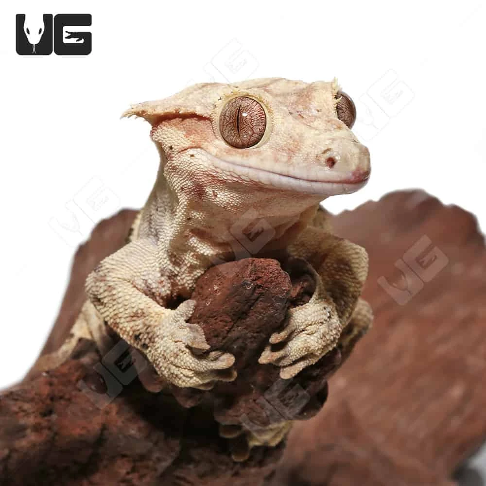 Tailless Adult Phantom Partial Pinstripe Dalmatian Crested Gecko - Image 2