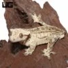 Tailless Adult Phantom Partial Pinstripe Dalmatian Crested Gecko