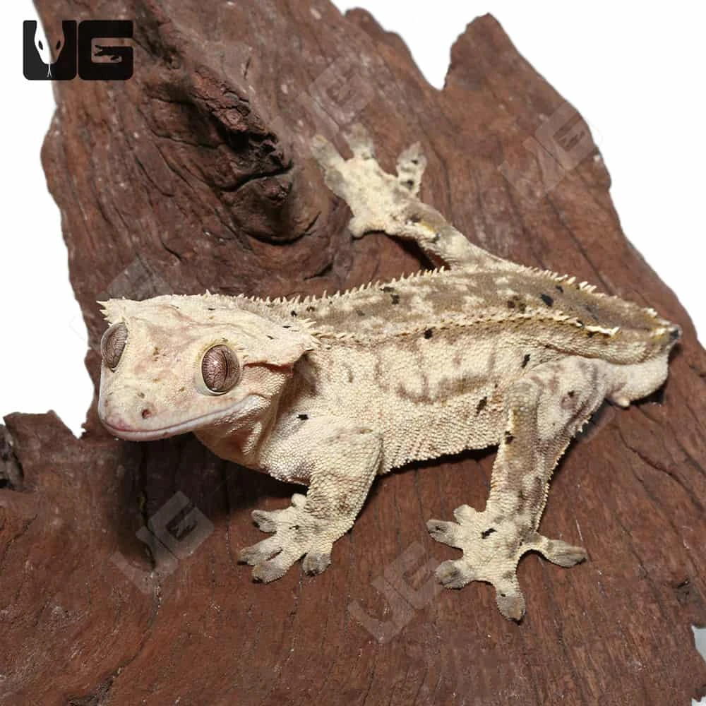 Tailless Adult Phantom Partial Pinstripe Dalmatian Crested Gecko