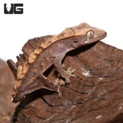 Juvenile Tailless Flame Crested Gecko