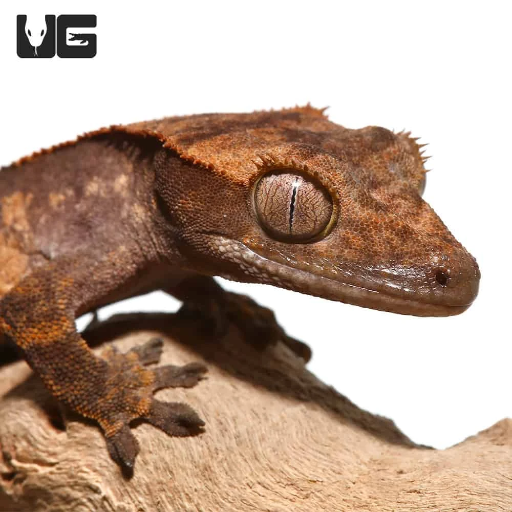 Baby Tailless Pinstripe Crested Gecko - Image 3