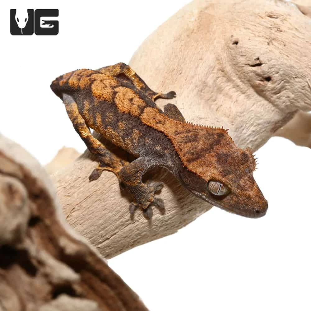 Baby Tailless Pinstripe Crested Gecko - Image 4