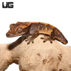 Baby Tailless Pinstripe Crested Gecko