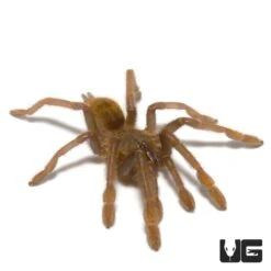 Tanzanian Black And Olive Baboon Tarantula (1 – 1.25”)