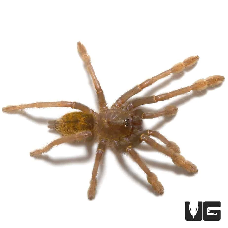 Tanzanian Black And Olive Baboon Tarantula (1 β 1.25β) - Image 2