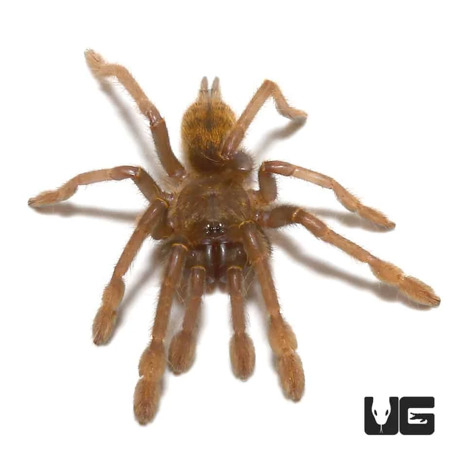 Tanzanian Black And Olive Baboon Tarantula (1 β 1.25β) - Image 3