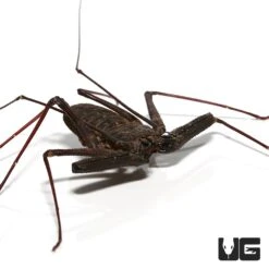Tanzanian Giant Tailless Whip Scorpion