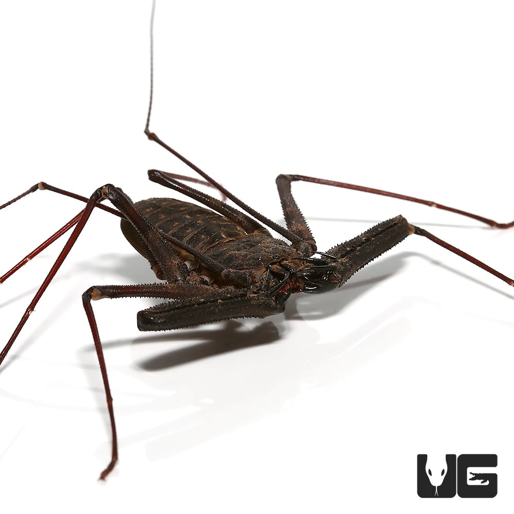 Tanzanian Giant Tailless Whip Scorpion