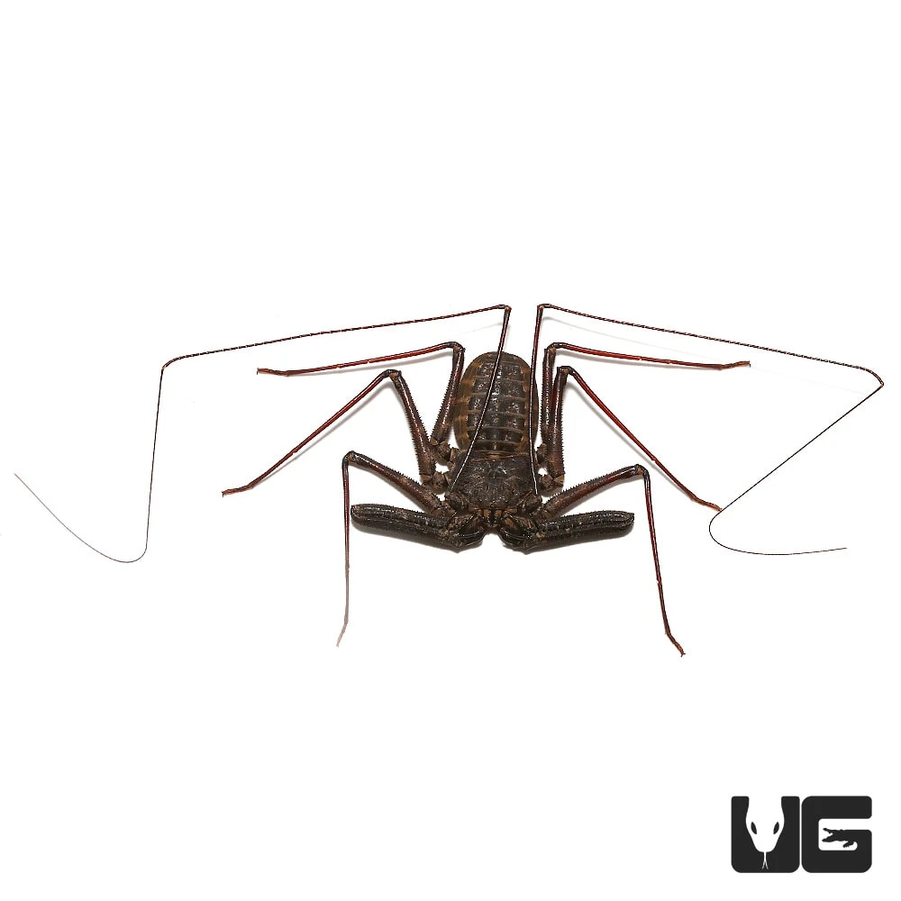 Tanzanian Giant Tailless Whip Scorpion - Image 2