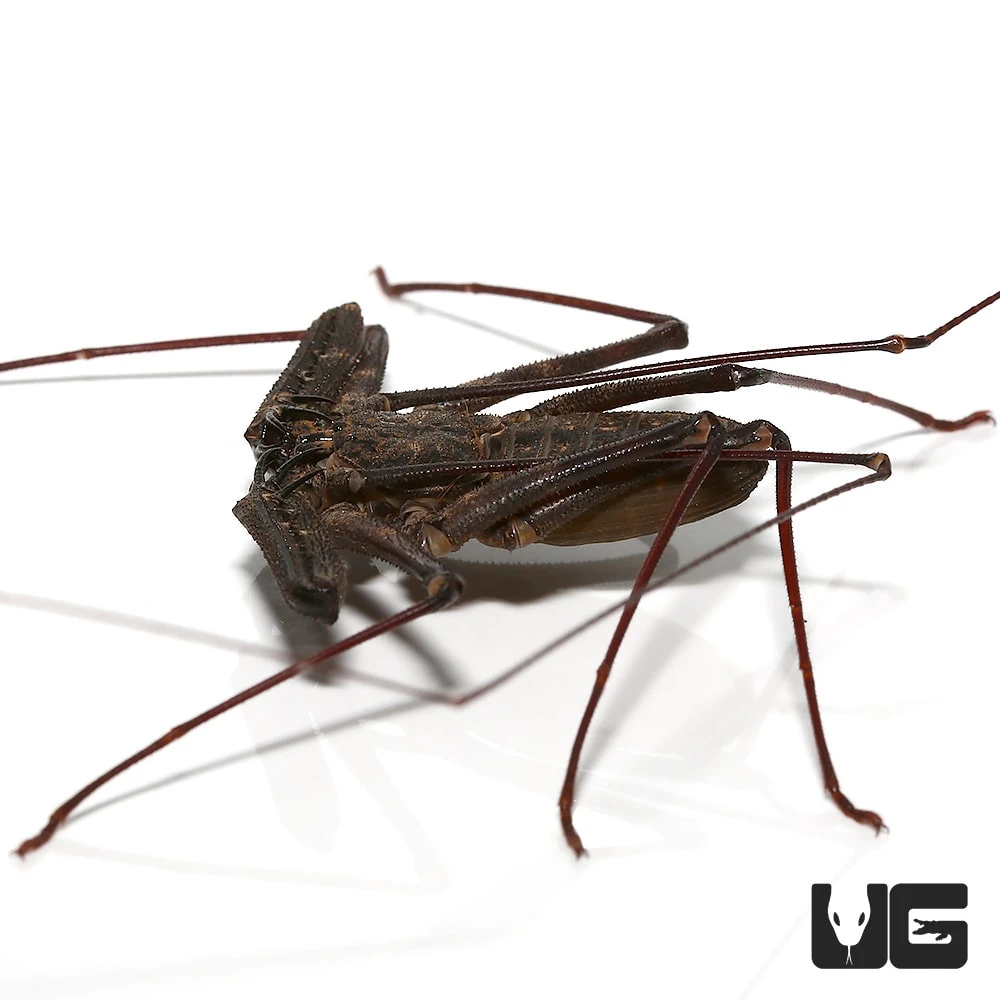 Tanzanian Giant Tailless Whip Scorpion - Image 3
