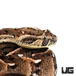 Tanzanian Puff Adder