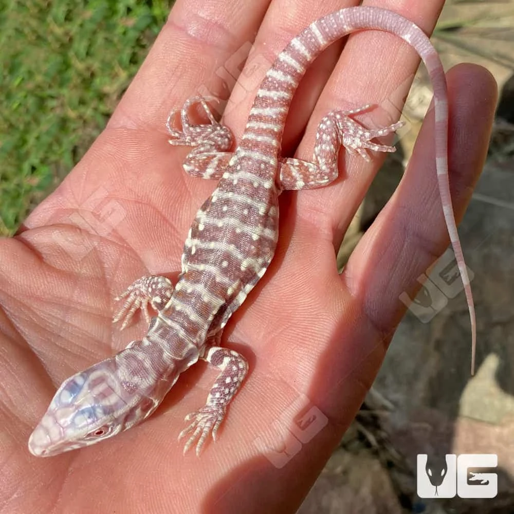 Baby Albino Purple Ice Tegu #1 - Image 3