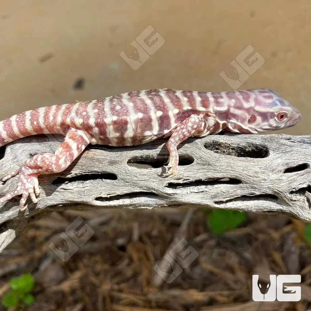 Baby Albino Purple Ice Tegu #1 - Image 2
