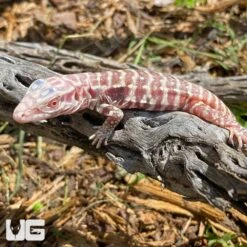 Baby Albino Purple Ice Tegu #1