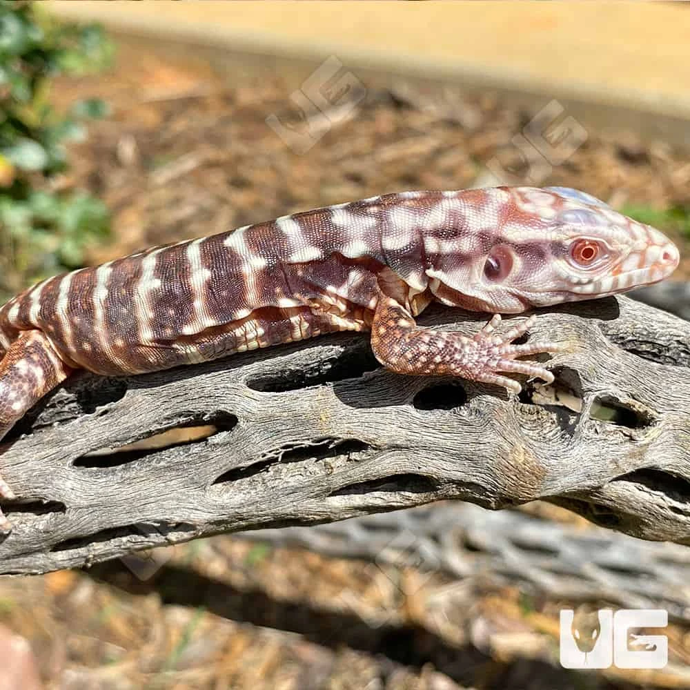 Baby Albino Black Ice Tegu #4 - Image 2