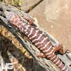Baby Albino Black Ice Tegu #4
