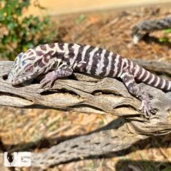 Baby Albino Tiger Ice Tegu #7